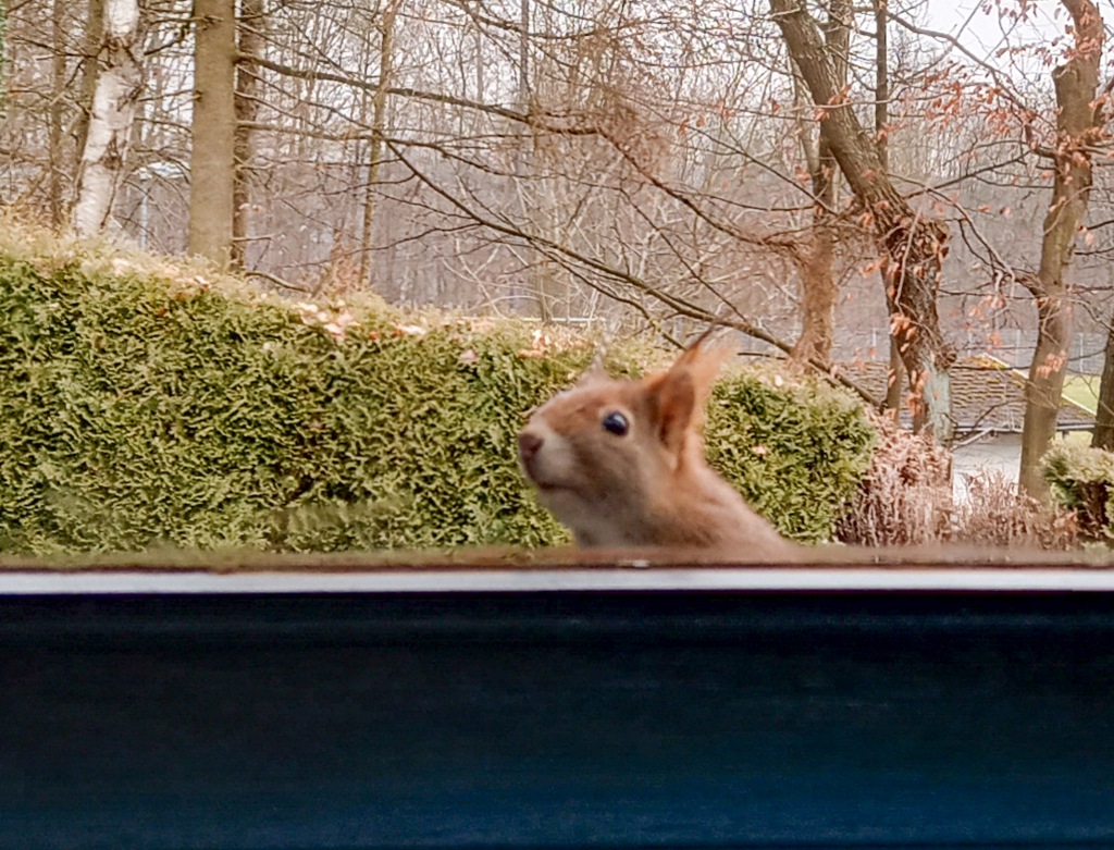 Eichhörnchen schaut zum Fenster rein.