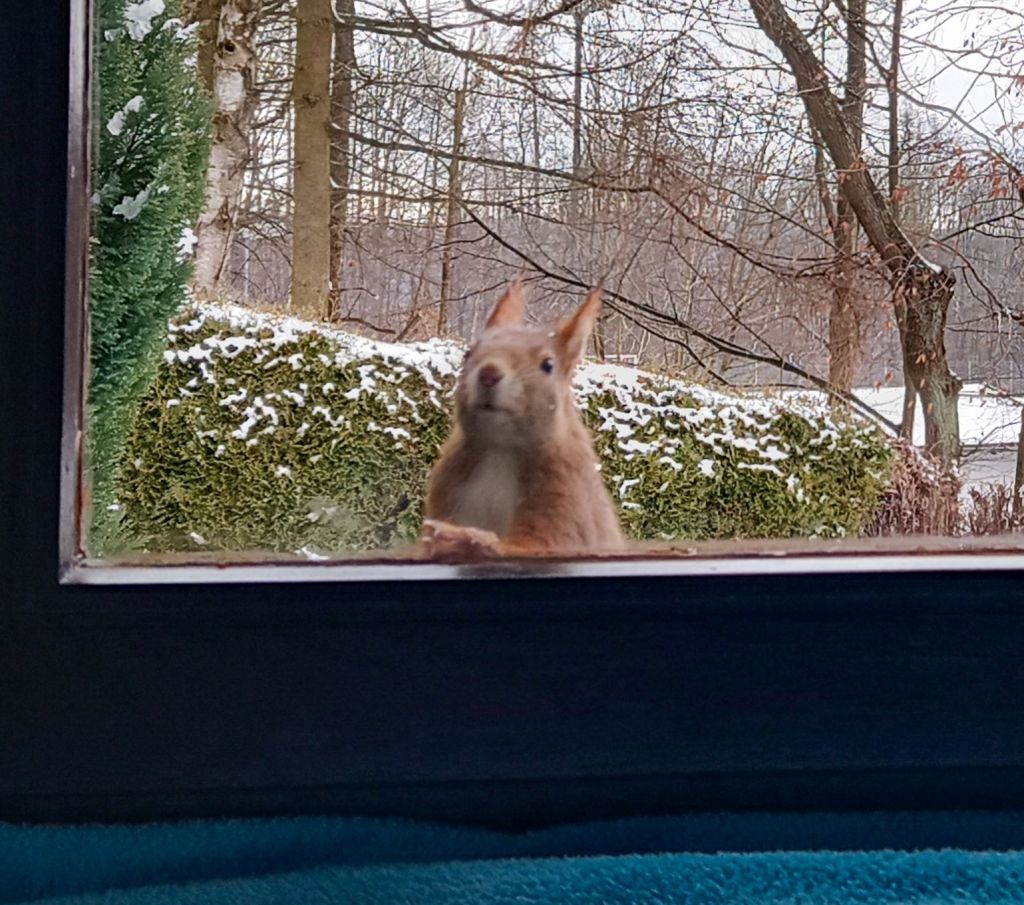 Eichörnchen steht aufrecht am Fenster, die linke Vorderpfote auf den Fensterrahmen gelegt und blickt nach oben.