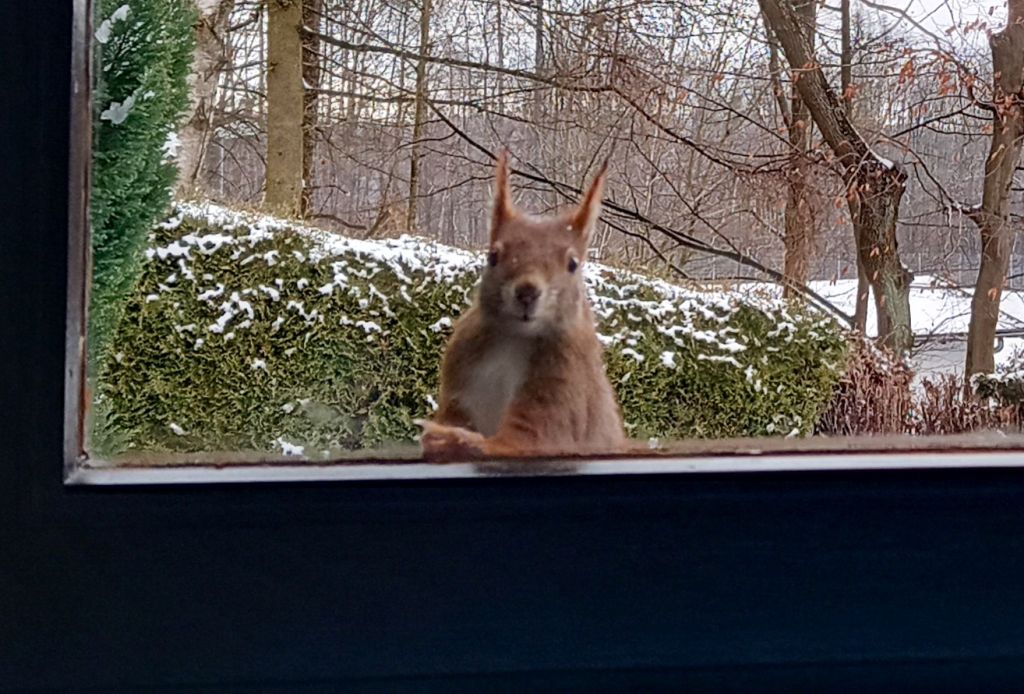 Eichörnchen steht aufrecht am Fenster, die linke Vorderpfote auf den Fensterrahmen gelegt und blickt direkt richtung Kamera.