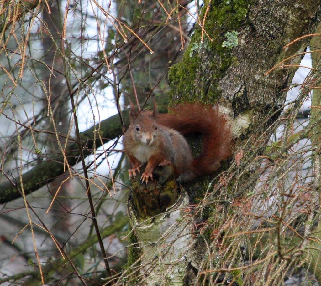 Ein Eichhörnchen von vorne fotografiert, hockt auf dem abgesägten Stumpf eines Birkenasts.