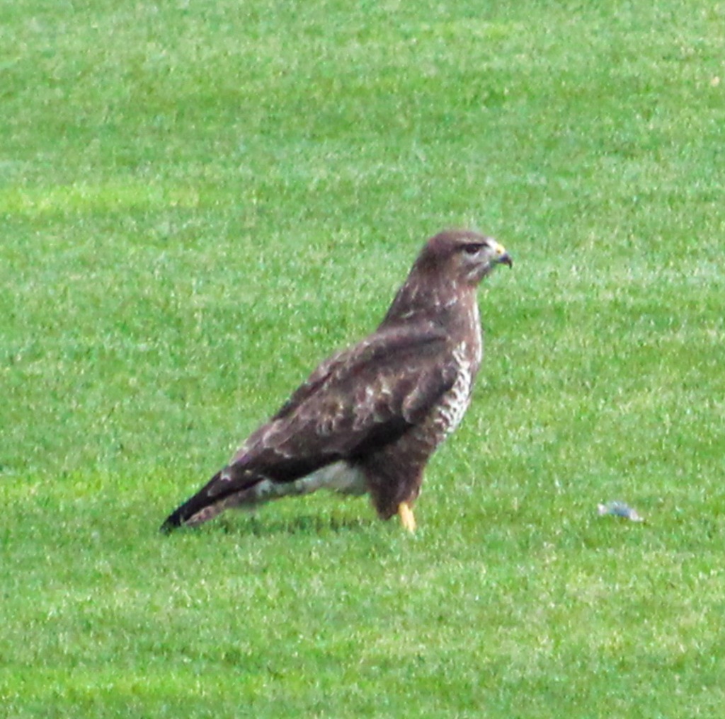 Raubvogel in Nahaufnahme. Steht auf dem Gras einers Sportplatzes. Den Kopf erhoben nach rechts schauend (von uns aus).