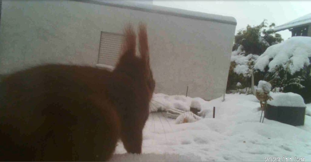 Eichhörnchen im Schnee. Es steht direkt links vor der Kamera, und blickt von der Kamera weg auf den zugeschneiten Teich und den Garten drumherum. Wir haben fast seine Perspektive.