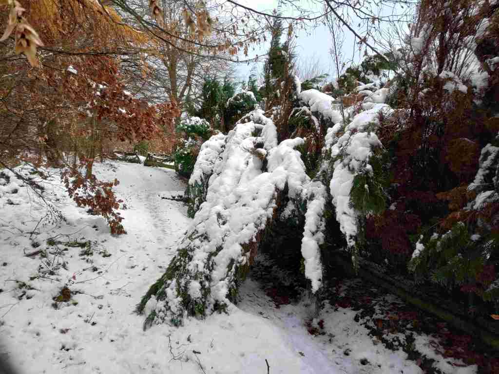 Von der Schneelast eingeknickte Hecken, die von einer Grundstücksgrenze auf einen schmalen Waldweg ragen.