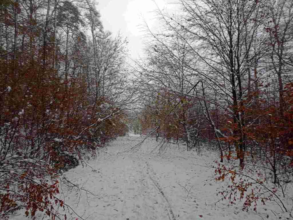 Verschneiter Forstweg, der in den Wald führt.