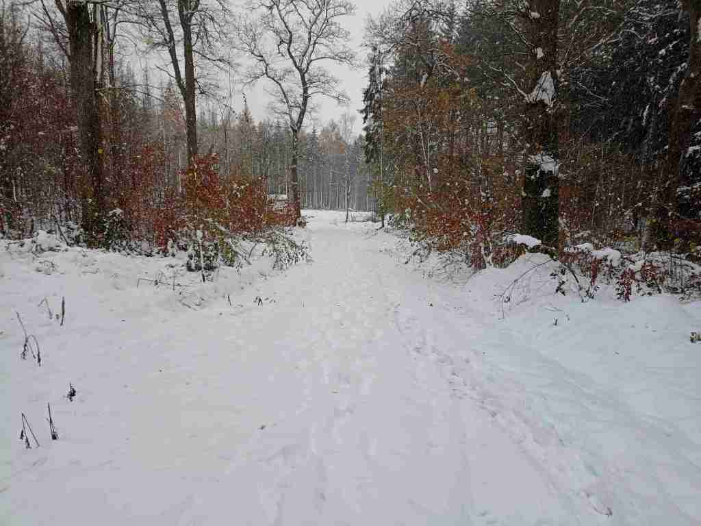Verschneiter Forstweg, der in den Wald führt.