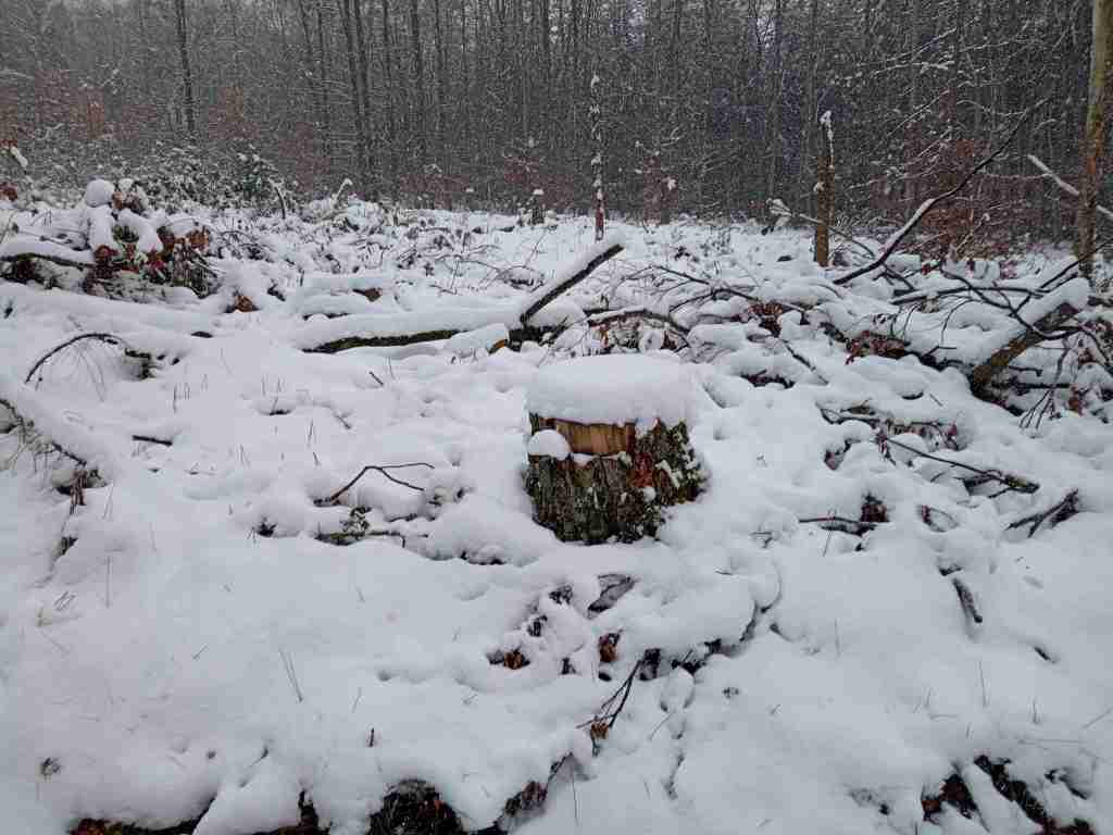 Abgesägter Baumstumpf, auf dem knapp 20 Zentimeter Schnee liegen.