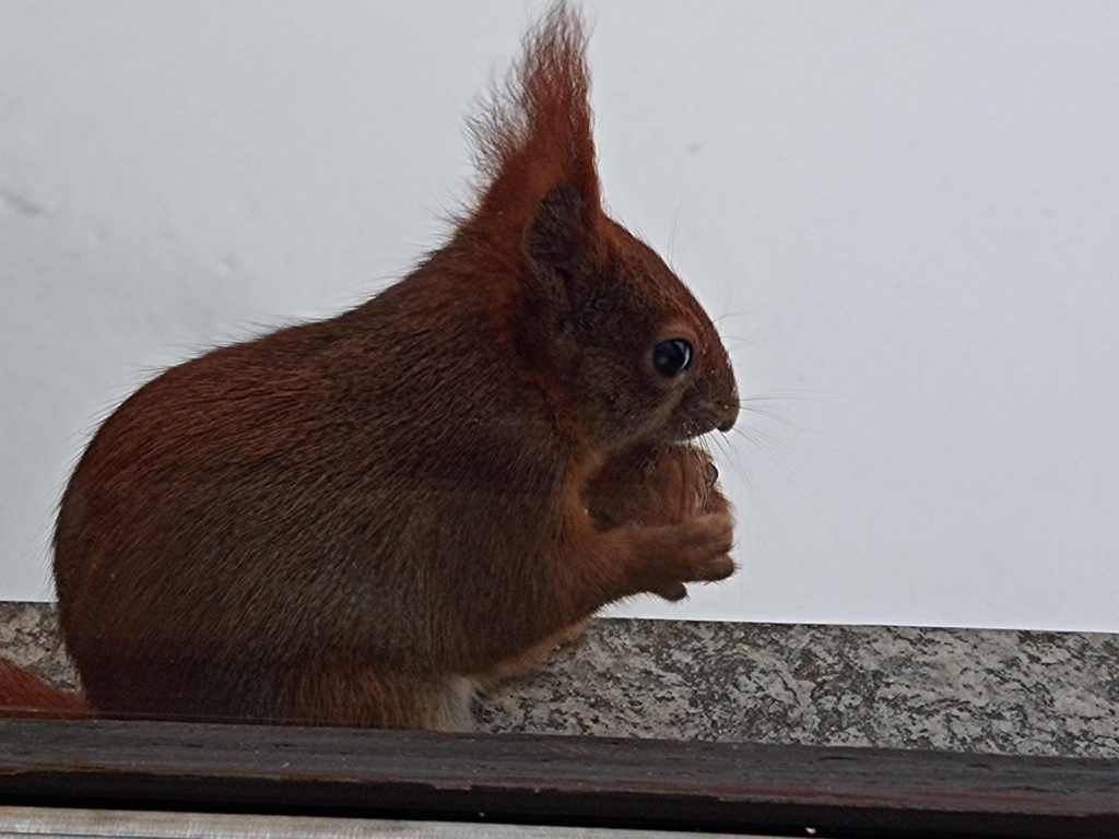 Eichhörnchen mit Walnuß auf Fensterbank, im Hintergrund Schnee