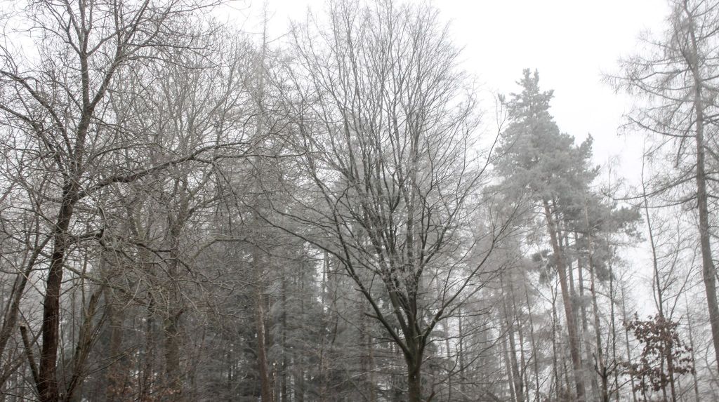 Von Frost weiß verfärbte Bäume.