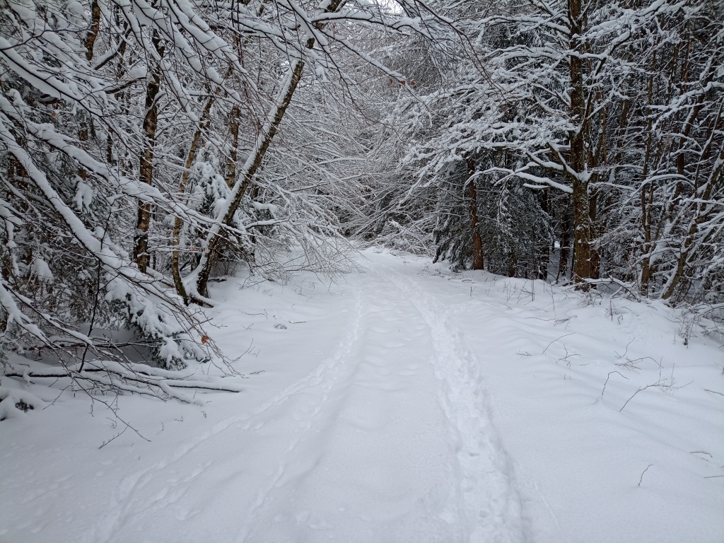 Schneebedeckter Waldweg.
