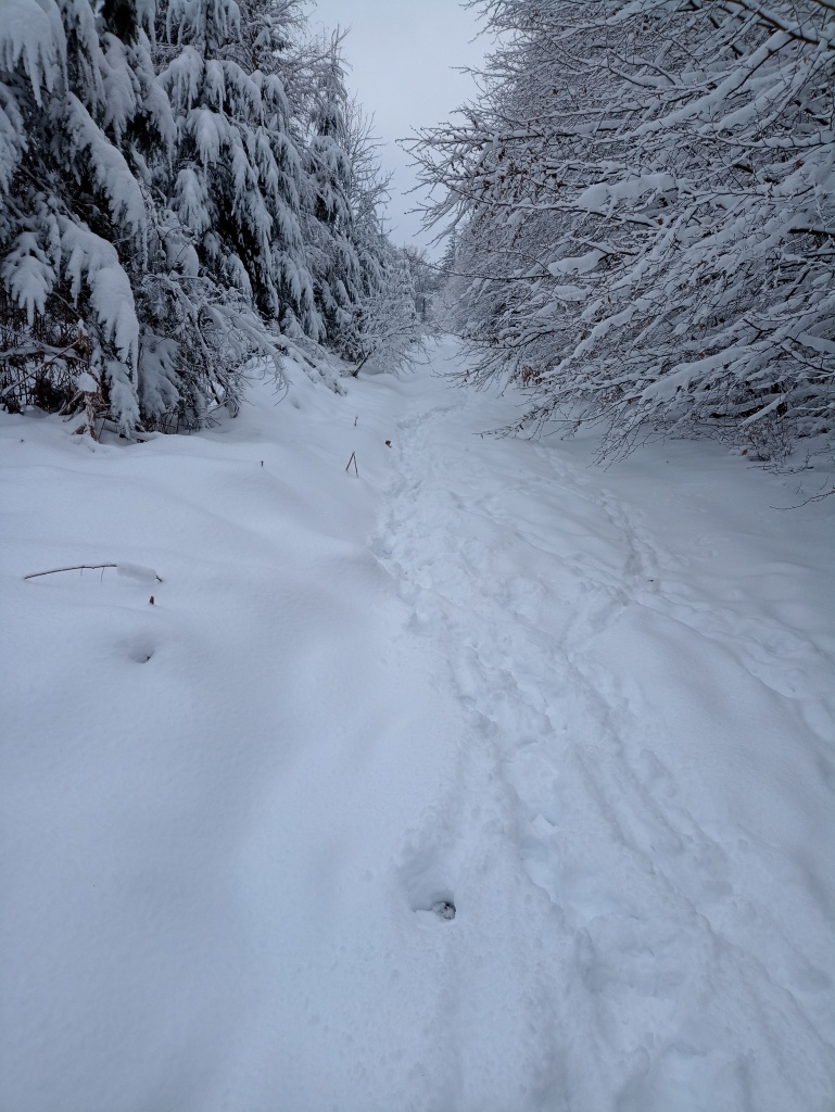 Schneebedeckter Waldweg.