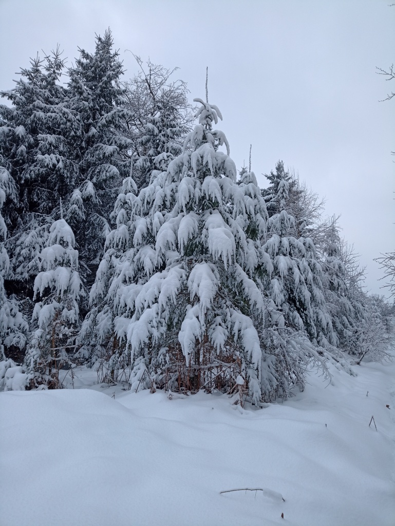 Nadelbaum voll Schnee.