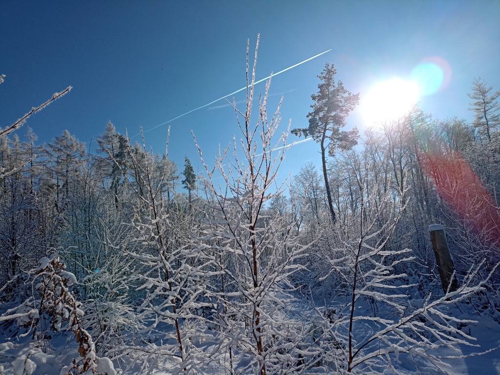 Schneebeckte Bäume in strahlendem Sonnenschein bei blauem Himmel. Rechts die Sonne als weißer Fleck.