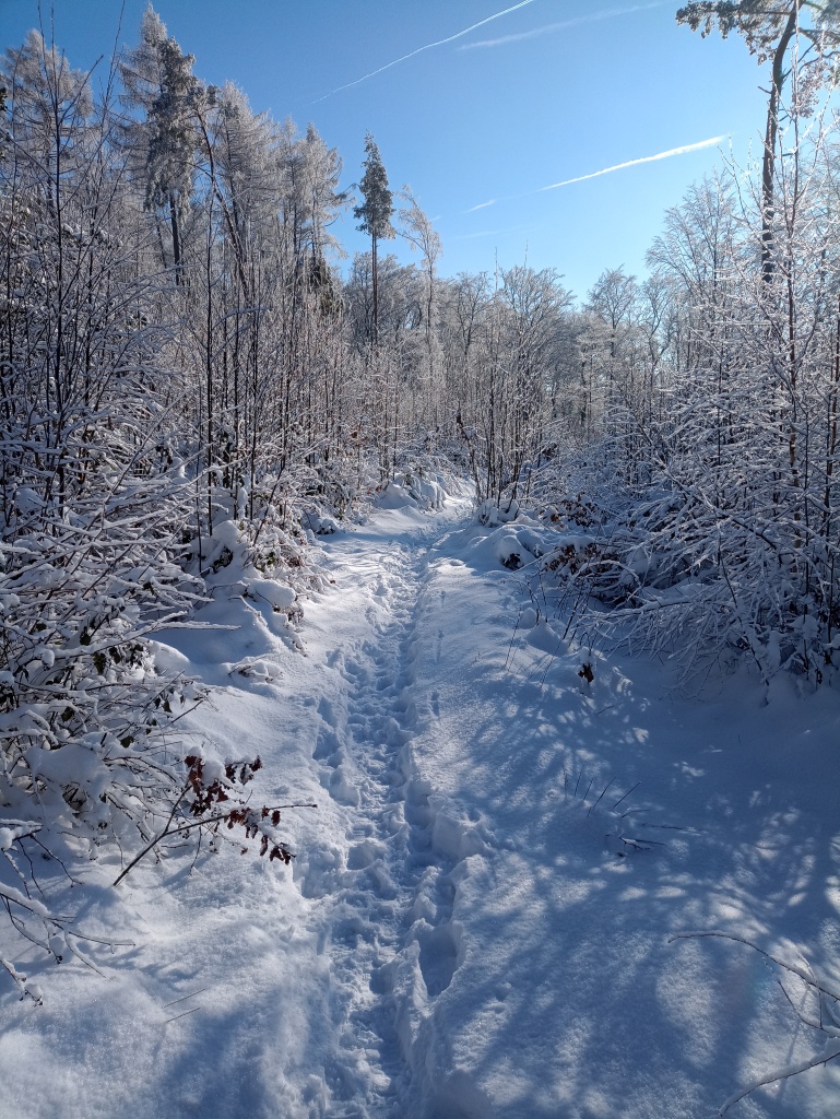 Schneebeckte Bäume in strahlendem Sonnenschein bei blauem Himmel. In der Mitte ein schmaler Pfad voll Schnee.