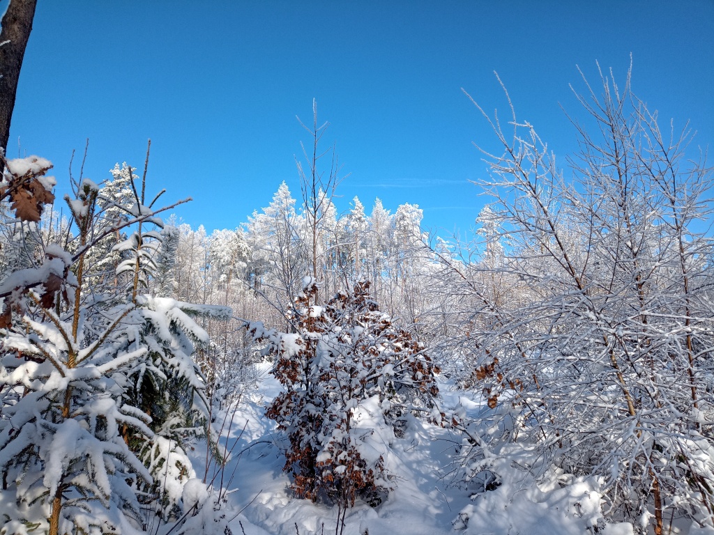 Schneebeckte Bäume in strahlendem Sonnenschein bei blauem Himmel. 