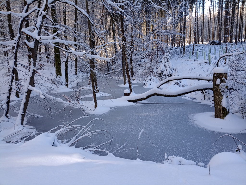 Ein natürlich enstandener kleiner Teich, nicht viel mehr als eine sehr große Pfütze, der zugefroren ist, und in dem einige Bäume stehen.