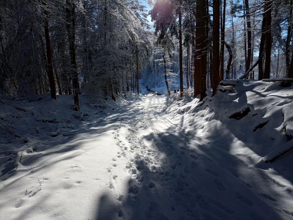 Schneebeckter, von Sonne beschienener abschüssiger Waldweg, der zu einem Bauch führt.