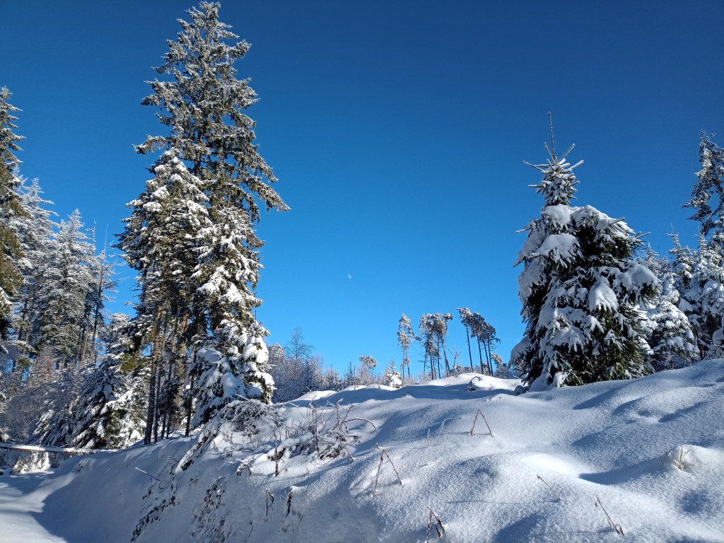 Schneebedeckte Bäume im strahlenden Sonnenschein, blauer Himmel.