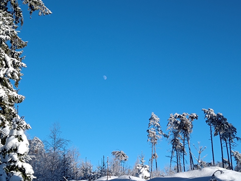 Schneebedeckte Bäume im strahlenden Sonnenschein, blauer Himmel. In der Mitte hängt ganz klein der Mond.