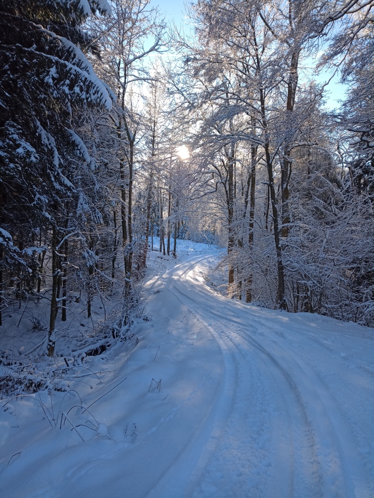 Schneebedeckter Waldweg, der zwischen Bäumen in Serpentinen nach unten führt. Oben in der Mitte ist die Sonne zwischen den Bäumen zu sehen.