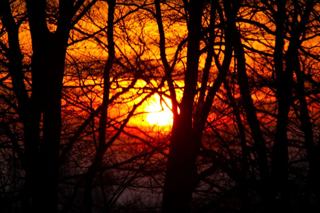Sonnuntergang hinter Bäumen. Hier die Sonne in Nahaufnahme, taucht die Umgebung ine ein feuriges Rot bis Gelb, die Bäume sind nur als schwarze Schatten zu sehen.