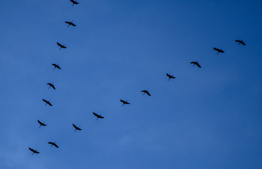 Zugvögel in V-Formation am blauen Himmel