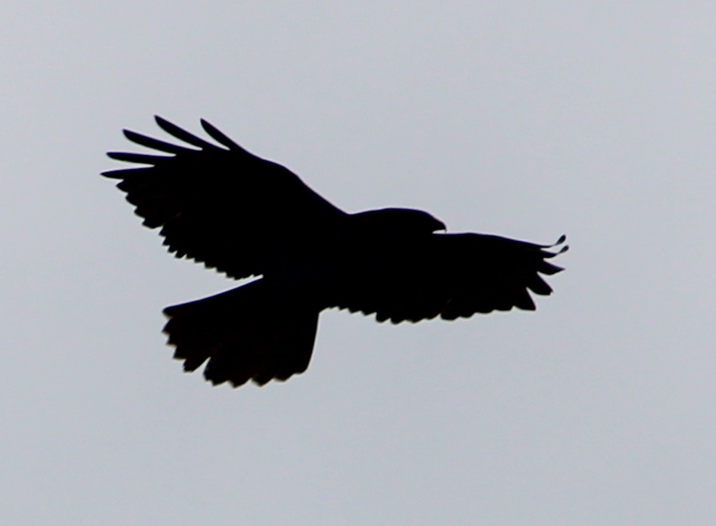 Ein Greifvogel im Flug mit ausgebreiteten Flügeln. Aufgrund der Lichtverhältnisse ist er nur als Schatten zu sehen, die einzelnen Federn sind aber gut zu erkennen.